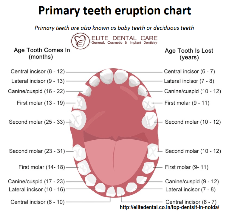 Top Dentist in Noida|Best Dentist in Noida - Elite Dental Care